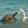 Mama Cat videos