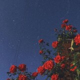 qiyaojiu719