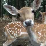 mengliyouqingxingyao