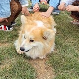 yayiyayiyao