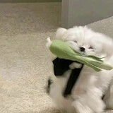 laikoumianhuaaa
