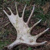 eu.wildlife