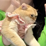 jiaowojinzhubianya