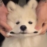 tongzinihao