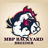 MBPBACKYARDBREEDER