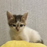 giseichan