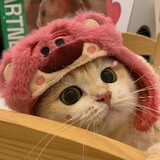 dongwu____idong