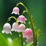 pure-lily