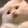 buaichilaomodeyu