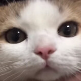 _honggu__