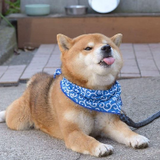 MR.Shiba