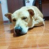 เล็กหมูน้ําใส ไม่งอก