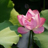 bi______daodao