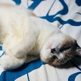 nodKerds(SpectrumGf)