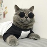 miaolaodamm