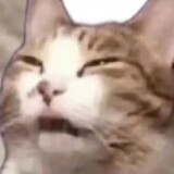 yangconghaolaaaa