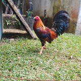 Jhamil Mynard Samont