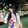 guolicheng92