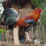 vhaley35gamefowl