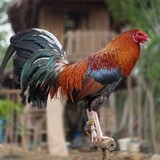 vhaley35gamefowl