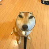 jinzhiduihaoruzuo