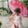 qiaoyingshoushou_