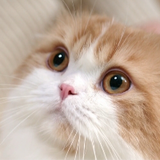 Cats Care
