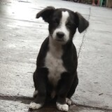 Binki
