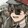 dongrijiangshi