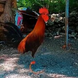 JAY-BGF