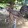 BADZ BACKYARD25