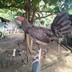 BADZ BACKYARD25
