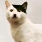 republik palem serikat