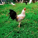 Rja Gamefarm