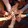twicist