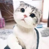 shuiqiaodongyi