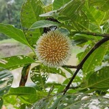 samor sarker