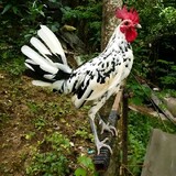 Kensabong