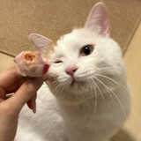 woshicongxixi