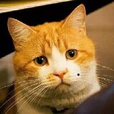 nigulasitiger