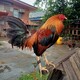 creator avatar