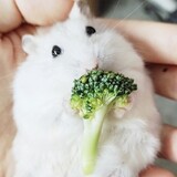 xiaoxiannvchi___ui