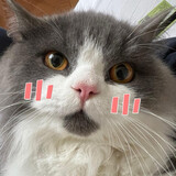 catcatriji