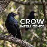 Crow intelligence
