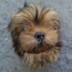 RookieMonkey