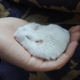 xuxumanman