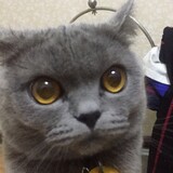 daofangguaimonster