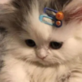Iiwandy
