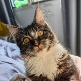 xiaowangtongxueya002