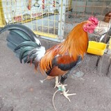 castle gamefarm